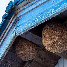 オオスズメバチ