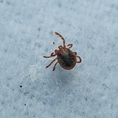 ノミ・ダニ・シラミ