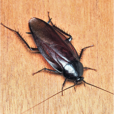 毛虫・ムカデ・ゴキブリ