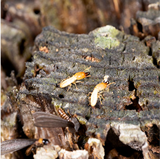 シロアリ・黒アリ