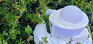 蜂の巣のトラブル